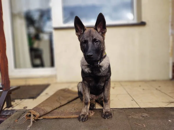 Cão Pastor Alemão Filhote Cachorro Brincando Jardim Eslováquia — Fotografia de Stock