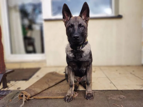 Alman Çoban Köpeği Köpek Yavrusu Bahçede Oynuyor Slovakya — Stok fotoğraf