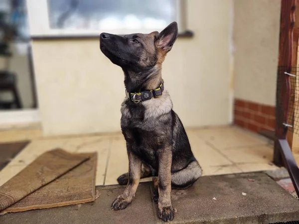 Cão Pastor Alemão Filhote Cachorro Brincando Jardim Eslováquia — Fotografia de Stock