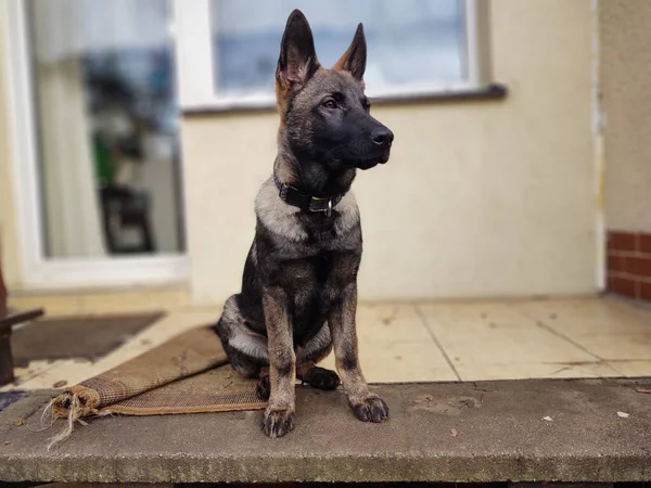 Cão Pastor Alemão Filhote Cachorro Brincando Jardim Eslováquia — Fotografia de Stock