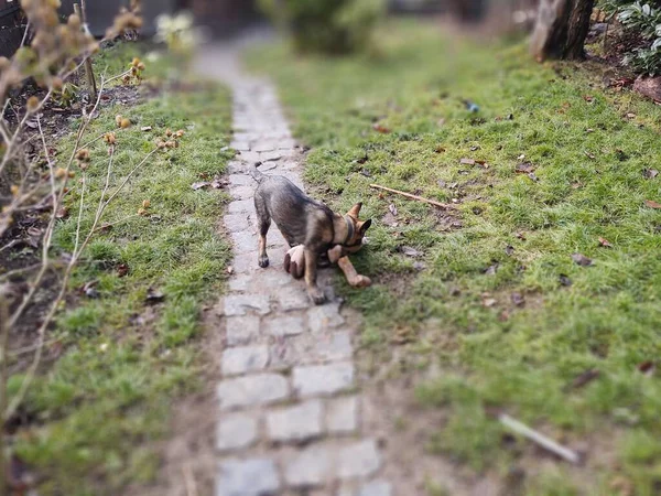 庭で遊んでいるドイツの羊飼いの犬の若い子犬 スロバキア — ストック写真