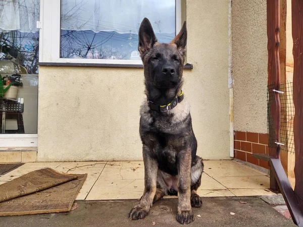 Alman Çoban Köpeği Köpek Yavrusu Bahçede Oynuyor Slovakya — Stok fotoğraf