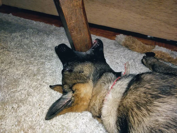 Tyska Herde Hund Ung Valp Leker Trädgården Slovakien — Stockfoto