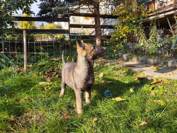 德国牧羊犬幼犬在花园里玩耍 斯洛伐克 — 图库照片