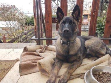 Alman çoban köpeği köpek yavrusu kemiği, eti ya da granülü yiyor. Slovakya