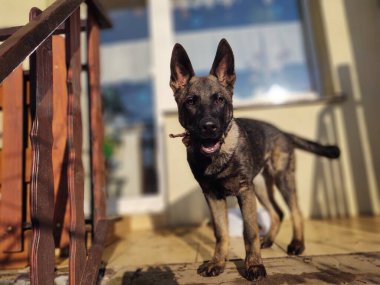 Alman çoban köpeği köpek yavrusu kemiği, eti ya da granülü yiyor. Slovakya