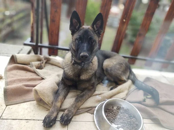 Perro Pastor Alemán Cachorro Joven Comiendo Hueso Carne Granula Países — Foto de Stock