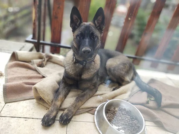 Anjing Gembala Jerman Anak Anjing Makan Tulang Daging Atau Granula — Stok Foto