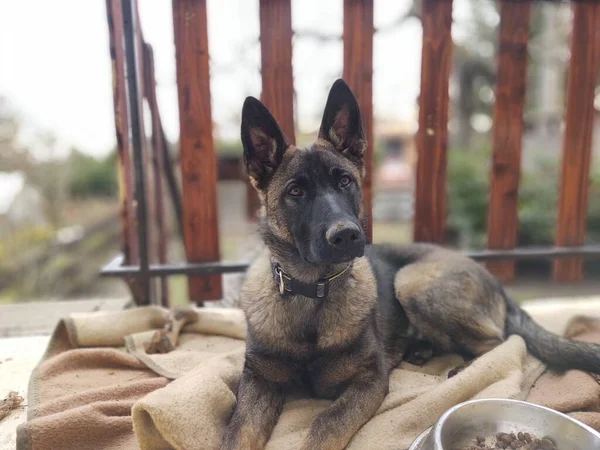 Cão Pastor Alemão Filhote Cachorro Comendo Osso Carne Grânula Eslováquia — Fotografia de Stock