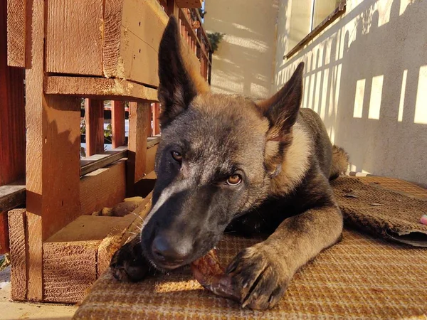 ドイツの羊飼いの犬の若い子犬の骨 肉やグラニューラを食べる スロバキア — ストック写真