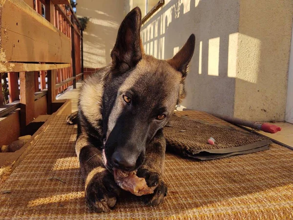 Duitse Herdershond Jonge Puppy Eet Het Bot Vlees Granula Slowakije — Stockfoto