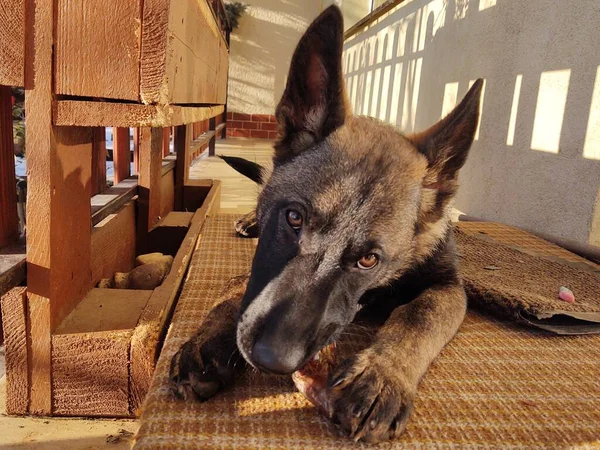 Cão Pastor Alemão Filhote Cachorro Comendo Osso Carne Grânula Eslováquia — Fotografia de Stock