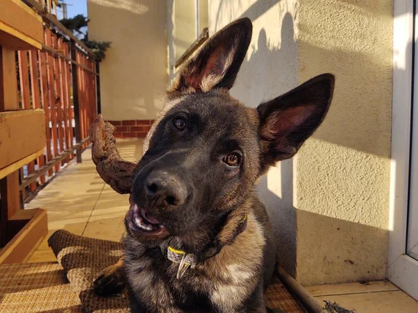 Tyska Herde Hund Ung Valp Äter Ben Kött Eller Granula — Stockfoto