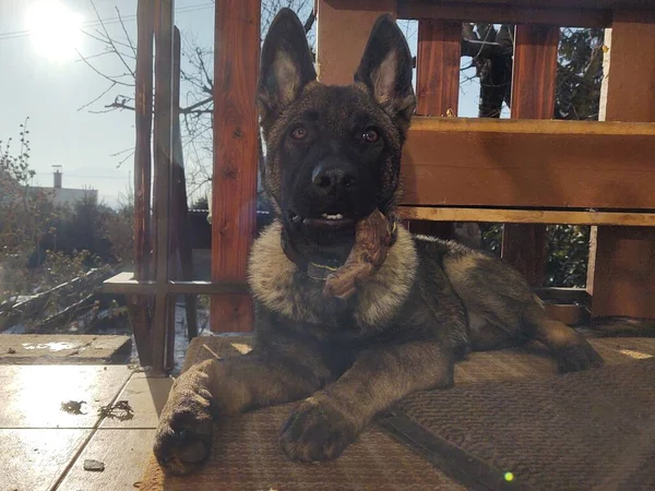 Cão Pastor Alemão Filhote Cachorro Comendo Osso Carne Grânula Eslováquia — Fotografia de Stock