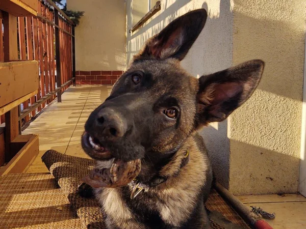 Cão Pastor Alemão Filhote Cachorro Comendo Osso Carne Grânula Eslováquia — Fotografia de Stock