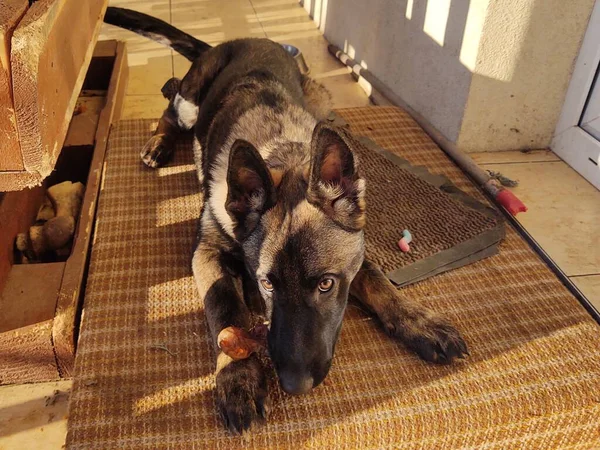 Schäferhund Junghund Frisst Knochen Fleisch Oder Körner Slowakei — Stockfoto