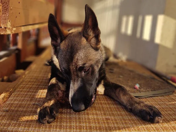Γερμανικό Τσοπανόσκυλο Νεαρό Κουτάβι Που Τρώει Κόκαλο Κρέας Την Γκρανούλα — Φωτογραφία Αρχείου