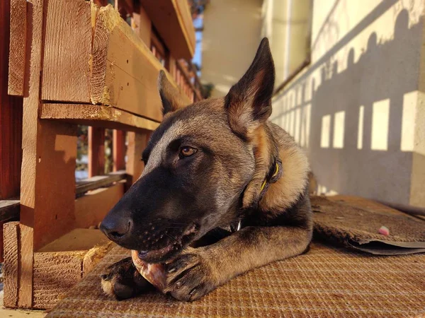 ドイツの羊飼いの犬の若い子犬の骨 肉やグラニューラを食べる スロバキア — ストック写真