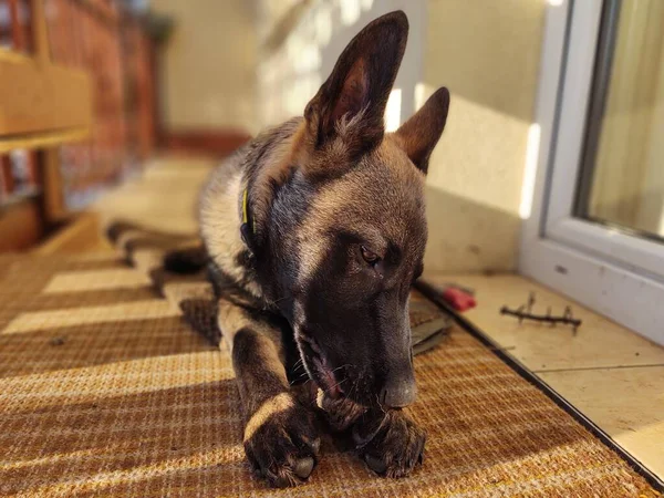 ドイツの羊飼いの犬の若い子犬の骨 肉やグラニューラを食べる スロバキア — ストック写真