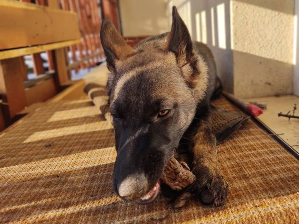 Schäferhund Junghund Frisst Knochen Fleisch Oder Körner Slowakei — Stockfoto