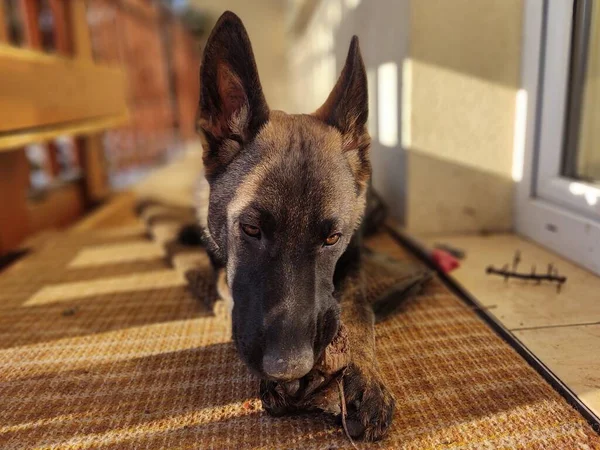 ドイツの羊飼いの犬の若い子犬の骨 肉やグラニューラを食べる スロバキア — ストック写真