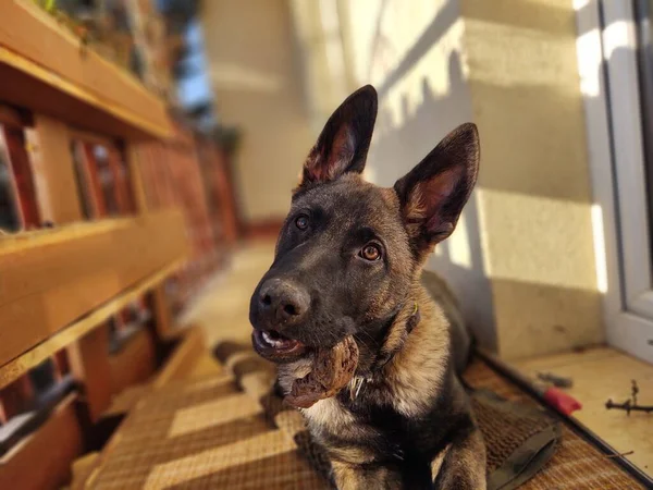 Cão Pastor Alemão Filhote Cachorro Comendo Osso Carne Grânula Eslováquia — Fotografia de Stock