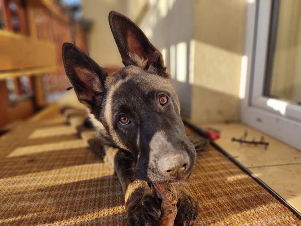 German Shepherd Dog Young Puppy Eating Bone Meat Granula Slovakia — Stock Photo, Image