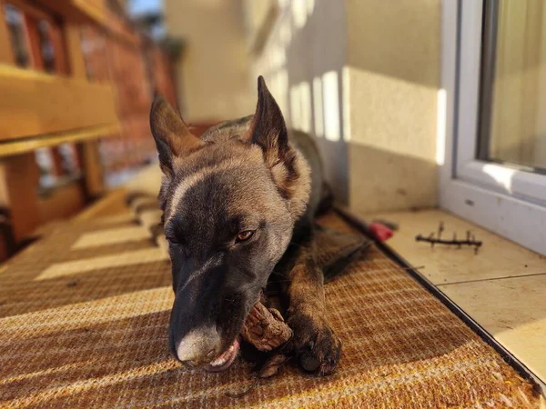 ドイツの羊飼いの犬の若い子犬の骨 肉やグラニューラを食べる スロバキア — ストック写真