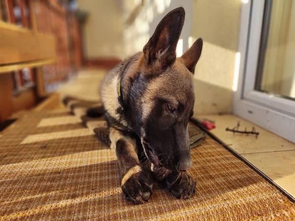 Tyska Herde Hund Ung Valp Äter Ben Kött Eller Granula — Stockfoto