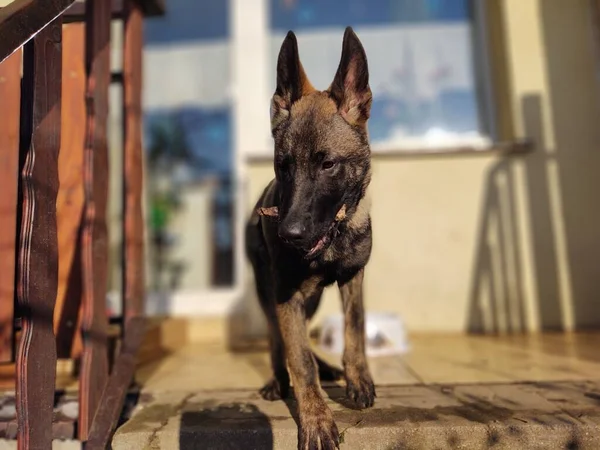 Anjing Gembala Jerman Anak Anjing Makan Tulang Daging Atau Granula — Stok Foto