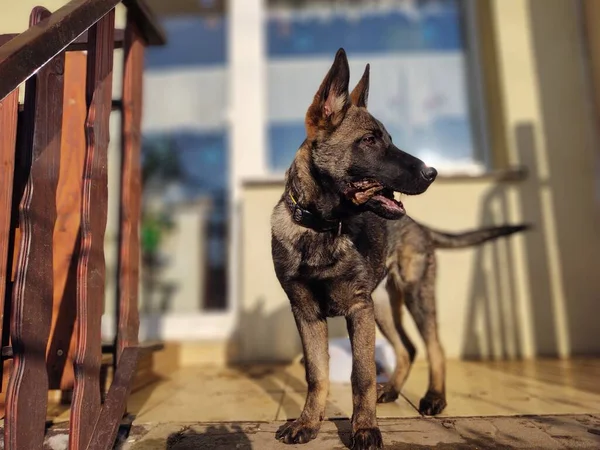 Cão Pastor Alemão Filhote Cachorro Comendo Osso Carne Grânula Eslováquia — Fotografia de Stock