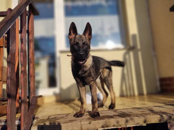 ドイツの羊飼いの犬の若い子犬の骨 肉やグラニューラを食べる スロバキア — ストック写真