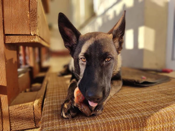 Cão Pastor Alemão Filhote Cachorro Comendo Osso Carne Grânula Eslováquia — Fotografia de Stock