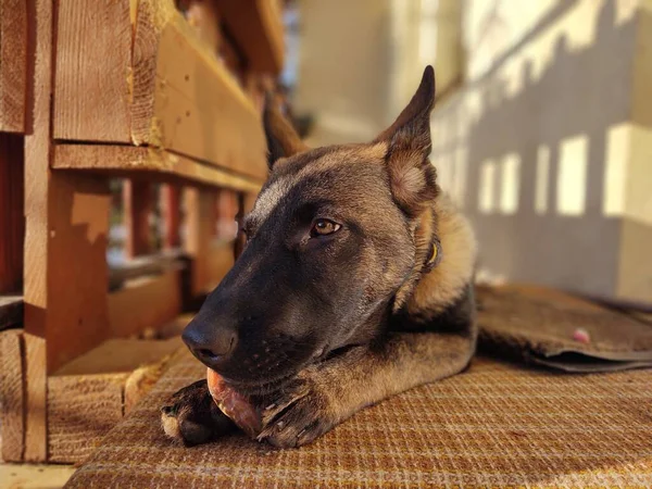 German Shepherd Dog Young Puppy Eating Bone Meat Granula Slovakia — Stock Photo, Image