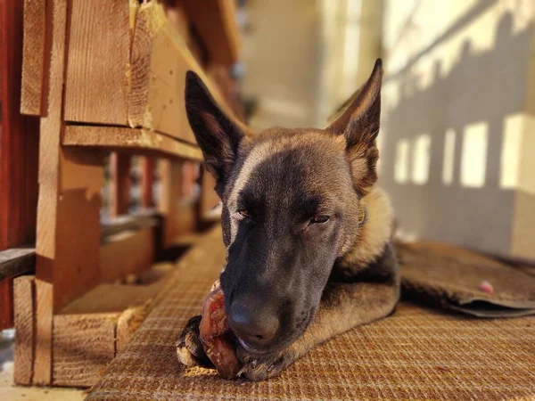 Cão Pastor Alemão Filhote Cachorro Comendo Osso Carne Grânula Eslováquia — Fotografia de Stock