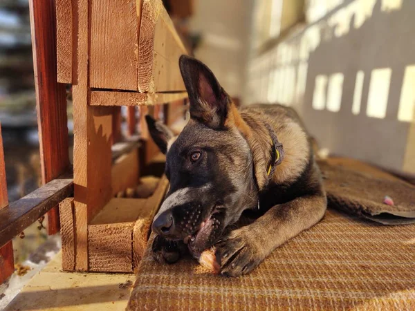 Γερμανικό Τσοπανόσκυλο Νεαρό Κουτάβι Που Τρώει Κόκαλο Κρέας Την Γκρανούλα — Φωτογραφία Αρχείου
