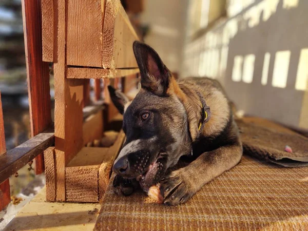 German Shepherd Dog Young Puppy Eating Bone Meat Granula Slovakia — Stock Photo, Image