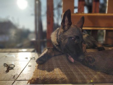 Alman çoban köpeği köpek yavrusu kemiği, eti ya da granülü yiyor. Slovakya