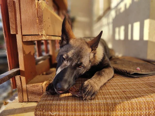 Cão Pastor Alemão Filhote Cachorro Comendo Osso Carne Grânula Eslováquia — Fotografia de Stock