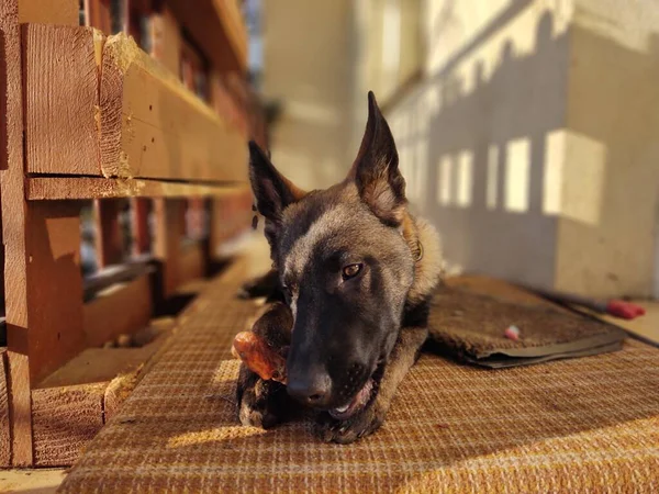 Duitse Herdershond Jonge Puppy Eet Het Bot Vlees Granula Slowakije — Stockfoto