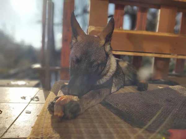 ドイツの羊飼いの犬の若い子犬の骨 肉やグラニューラを食べる スロバキア — ストック写真