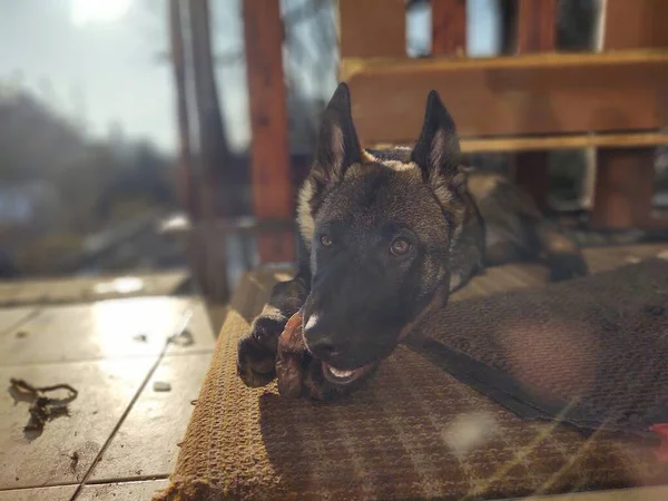 Cão Pastor Alemão Filhote Cachorro Comendo Osso Carne Grânula Eslováquia — Fotografia de Stock