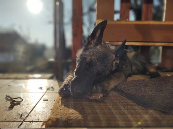 Perro Pastor Alemán Cachorro Joven Comiendo Hueso Carne Granula Países —  Fotos de Stock