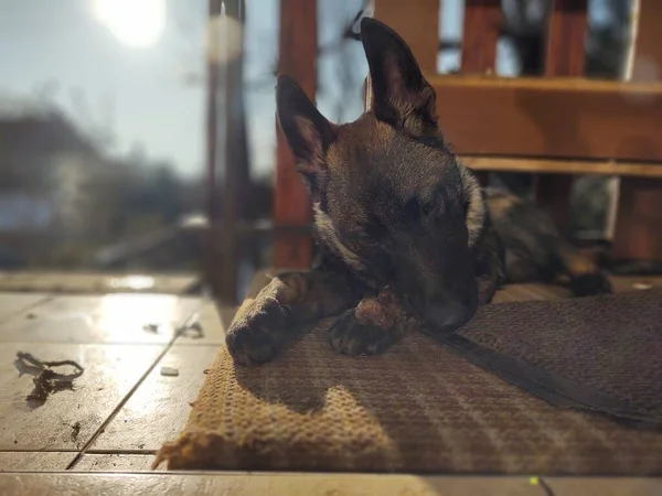 Cão Pastor Alemão Filhote Cachorro Comendo Osso Carne Grânula Eslováquia — Fotografia de Stock