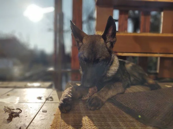 Perro Pastor Alemán Cachorro Joven Comiendo Hueso Carne Granula Países —  Fotos de Stock