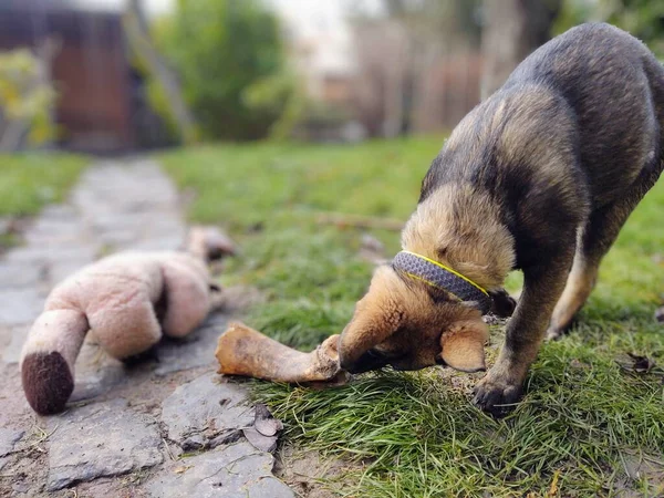 ドイツの羊飼いの犬の若い子犬の骨 肉やグラニューラを食べる スロバキア — ストック写真