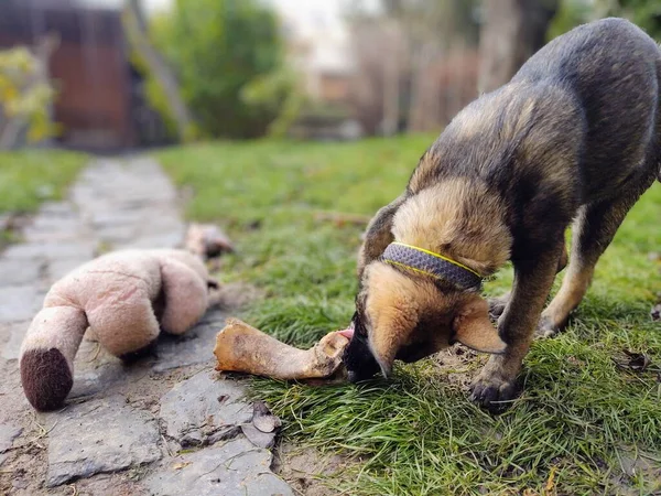 德国牧羊犬幼犬吃骨头 肉或肉片 斯洛伐克 — 图库照片