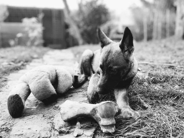 Duitse Herdershond Jonge Puppy Eet Het Bot Vlees Granula Slowakije — Stockfoto