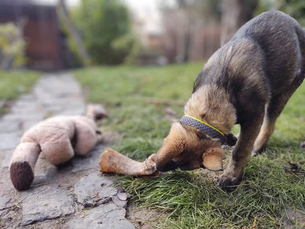 Schäferhund Junghund Frisst Knochen Fleisch Oder Körner Slowakei — Stockfoto