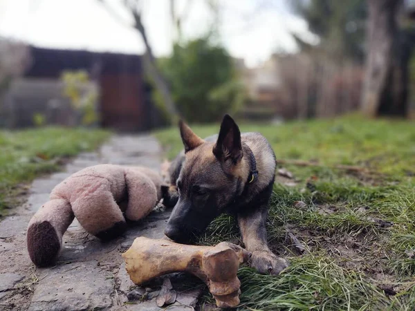 Німецький Собака Пастух Молодий Щеня Їсть Кістку Ясо Або Гранулу — стокове фото